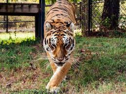 Tiger Creek Animal Sanctuary Tyler Animal Sanctuary Wildlife Preserve Animals