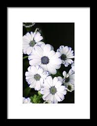 Image result for Pericallis