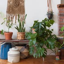 Money Tree Plant Care How To Grow Maintain Money Trees Apartment Therapy ✓ free for commercial use ✓ high quality images. money tree plant care how to grow