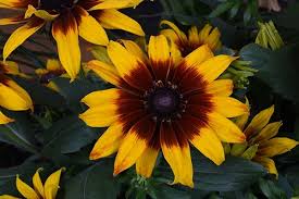 Image result for Smithia erubescens