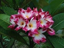 Brad S Buds And Blooms Your Source For Beautiful Plumeria And Amazing Customer Service Plumeria Care Frangipani Plumeria Flowers