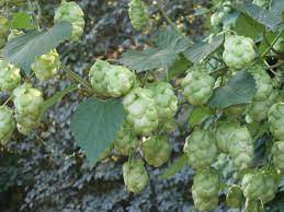 Variedad galena, origen estados unidos. Metido En Jardines Lupulo No Solo En Cerveza