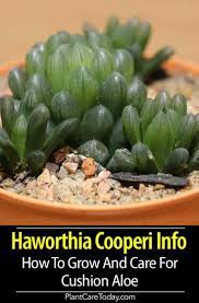 Haworthia Cooperi Care Info On Growing Cushion Aloe Succulent Succulents Planting Succulents Succulent Fertilizer