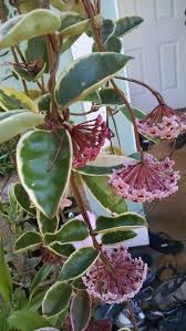 Pin On 2020 Plant Decor