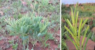 Image result for Argyrolobium stolzii