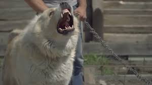 See more ideas about alabai dog, dogs, dog breeds. Guard Dog Alabai Dog Video By C Liukov Stock Footage 203320664
