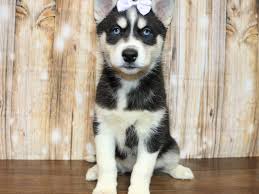 A pomsky is a designer breed dog that is created by mixing a siberian husky with a pomeranian. Siberian Husky Puppies Pets N Pals Staunton Va