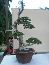 Pin Von Christiano Andrey Auf Arvores Bonsai Baum