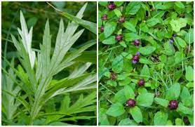 Maybe you would like to learn more about one of these? Fighting Weeds Mugwort And Prunella A Way To Garden