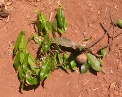 Image result for Landolphia buchananii