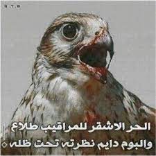 شعر عن الصقور احلى حلوات