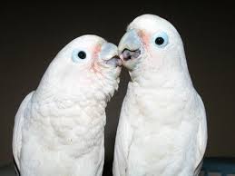 Wholesale bird & cage bird see a photo timeline of a baby goffin cockatoo as it grows. Goffin Cockatoo Bonded Pair 00923459442750 Zain Ali Farming In Pakistan Youtube