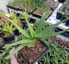 Image result for Aloe lutescens