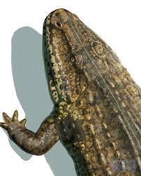 Image result for Eriocephalus microphyllus