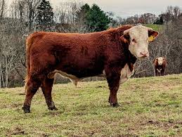 JC L1 STAR DOMINO M8086 309L Location: Lafayette TN 309L has excellent EPDs  for calving ease, growth, maternal and carcass traits. His dam is one of  our best cows. Come to Coleytown