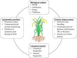 Plant cells in culture compared to microbes. Sheath Blight Of Rice A Review And Identification Of Priorities For Future Research Springerlink