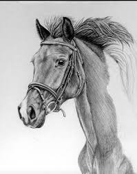 Check spelling or type a new query. A Beautiful Horse Drawing In Pencil Pencil Drawings Horse Drawings Horse Drawing