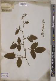 Image result for Polhillides