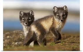 Two Arctic Fox Alopex Lagopus Kits In The Tundra Svalbard Norway Arctic Fox Wild Dogs Cute Animals