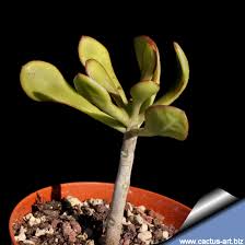 Image result for Kalanchoe glaucescens