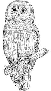 Free coloring pages for all ages: Backyard Animals And Nature Coloring Books Free Coloring Pages Owl Coloring Pages Free Coloring Pages Owls Drawing