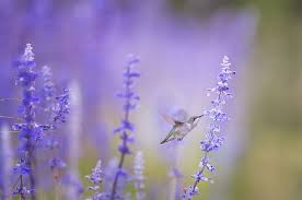 Check spelling or type a new query. How To Make The Best Hummingbird Nectar The Self Sufficient Homeacre