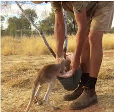 Our staff has managed to solve all the game packs and . read more baby in a kangaroo's pouch A Tiny Orphaned Baby Kangaroo Dives Head First Into Her Comfy Substitute Pillowcase Pouch