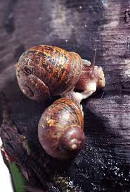 Garden snakes usually hunt in the early morning, late afternoon and early evening, when the temperature is warm. Garden Snails Mating Snails And Slugs Te Ara Encyclopedia Of New Zealand