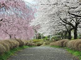 Spring in taipei, first time seeing cherry blossoms in yangmingshan national park | taiwan #6подробнее. Sakura Di Hitsujiyama Park Saitama Saitama Japan Travel