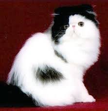 Black And White Persian Cat Black White Persian Cat Persian Cat White Beautiful Cats Cats