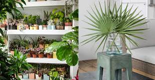 17 Of The Best Places To Buy Houseplants Online Houseplants Buy Indoor Plants Indoor Plants
