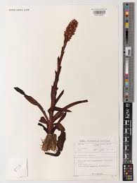 Image result for Disa woodii