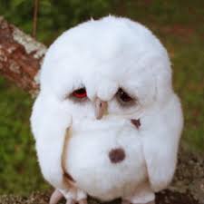 images?q=tbn:ANd9GcQIJlaeBxYhpnPcRuqRJ_V