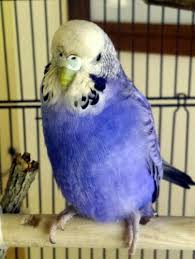 Violet Opaline Budgies Parakeet Animals