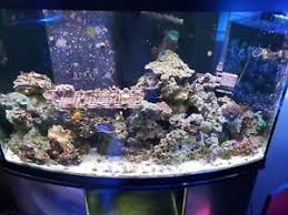 A wide variety of coral rocks options are available to you, there are 447 suppliers who sells coral. Fiji Live Rock For Sale Ebay