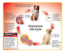 How long can a dog live with heartworms. Canine Education Animal Wellness Center Of White Cloud