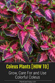 Coleus Plants How To Grow Care For Colorful Mayana Shade Garden Plants Plants Garden Flower Beds