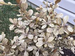 As it progresses, yellowing moves outward, eventually reaching young leaves, too. Winter Gem Boxwood Leaves Turning White And Yellow Backyard Neophyte Landscaping Blog Winter Gem Boxwood Boxwood Leaves