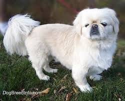Black And White Pekingese The Right Side Of A White Pekingese Standing In Grass And It Is Looking Forward It Has Longer Hair On Its Tail An Dog Breeds Pictures Pekingese Dogs Pekingese