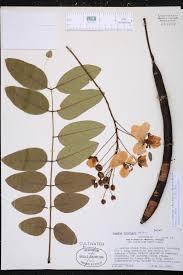 Image result for Cassia abbreviata