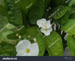 Image result for Ottelia