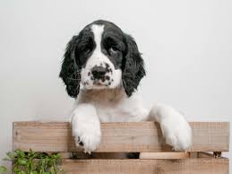 The springer is an intelligent breed, loyal and sweet, and ready for adventure. English Springer Spaniel Puppies Pet City Pet Shops