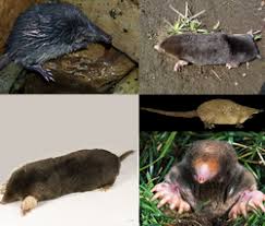 Mole (animal) - Wikipedia