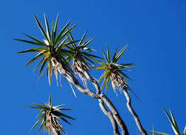 Image result for Yucca gigantea
