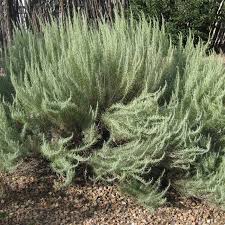 Image result for Geigeria filifolia