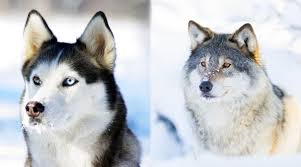Siberian Husky Vs Wolf Are They Related Differences