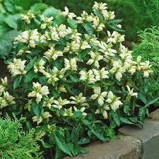 Image result for Tinnea coerulea