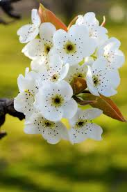 Check spelling or type a new query. Pear Flower Pear Fruit Orchard Flowering Period Flowers Nature Spring Times Flowering Pear Tree Pikist