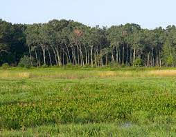 At the light for middlefork drive/westmoreland road, turn west onto middlefork drive. Middlefork Savanna Middlefork Savanna Photo Galleries Lake County Forest Preserves