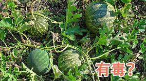 pin by 之最世界on 为什么 watermelon fruit food